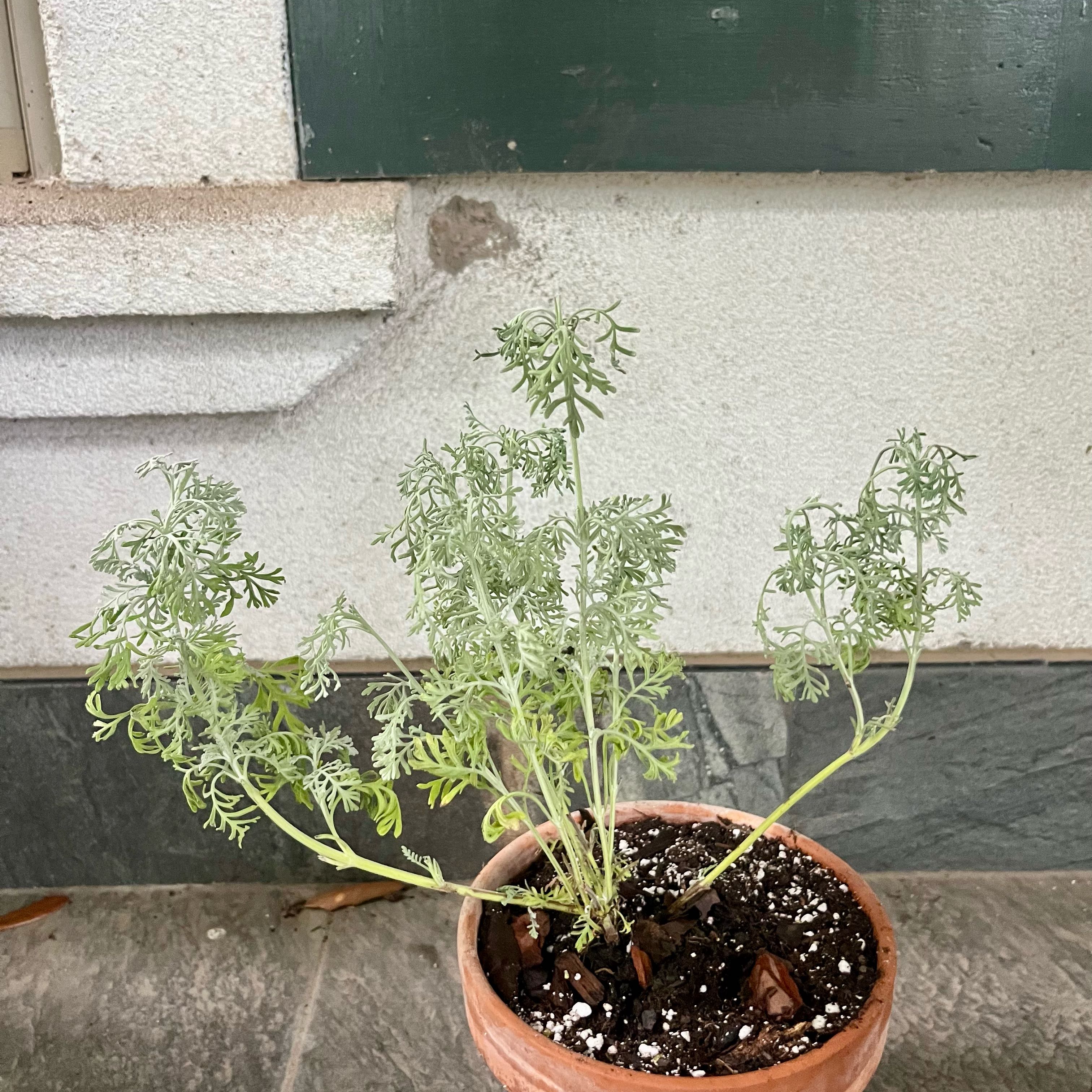 Photo of the plant species Fernleaf Lavendar by @ProphetKawakawa named _@Mom’s (OBP): Victoria Valentine on Greg, the plant care app