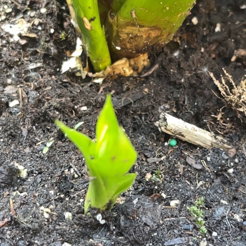 Photo of the plant species Western Skunk Cabbage by @TiptopWhitesage named Beyonce on Greg, the plant care app