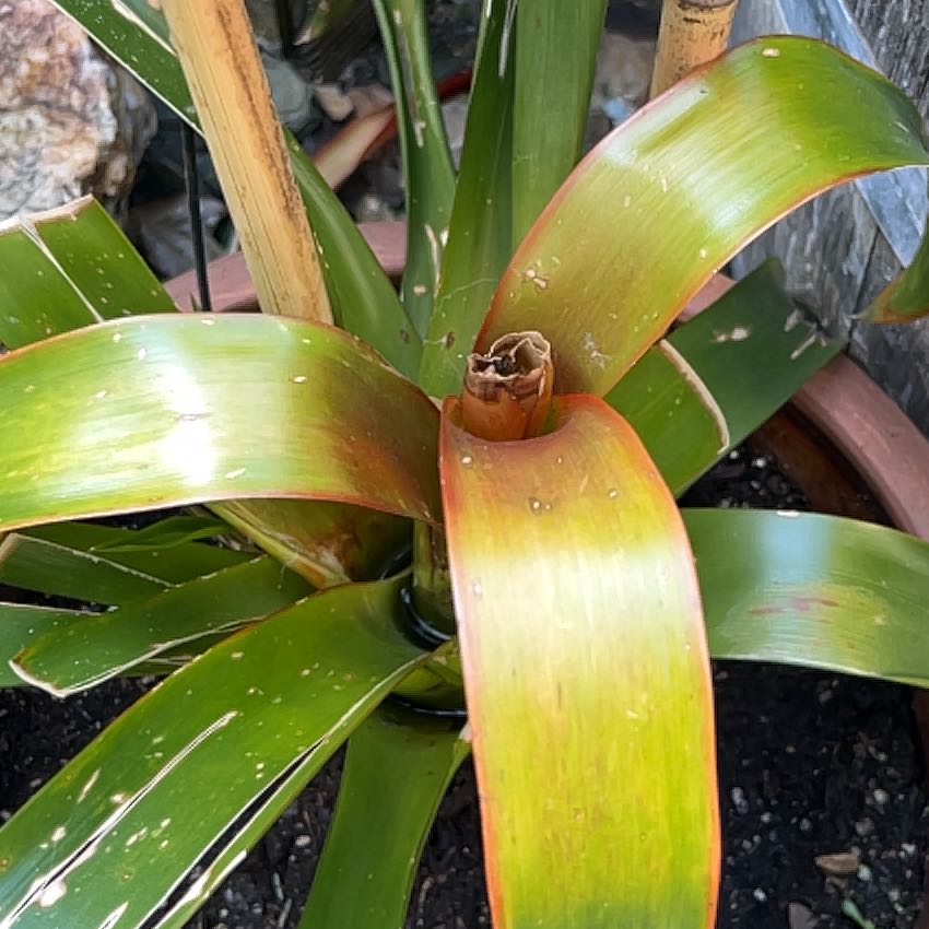 Photo of the plant species April Fool by @TiptopWhitesage named Shakira on Greg, the plant care app