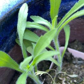 Photo of the plant species Daisy by @TiptopWhitesage named Coco on Greg, the plant care app