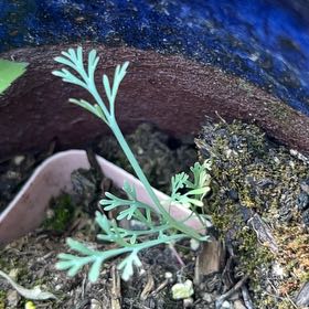 Photo of the plant species California Poppy by @TiptopWhitesage named Huckleberry Fern on Greg, the plant care app