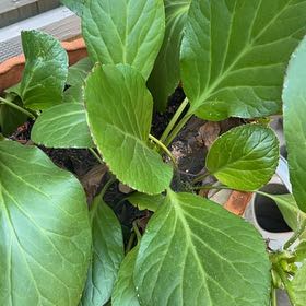 Photo of the plant species Heart-Leaved Bergenia by @TiptopWhitesage named Terra on Greg, the plant care app