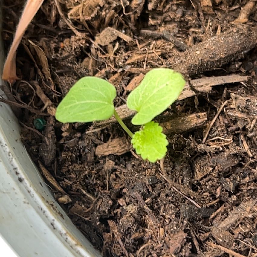 Photo of the plant species Summer Squash by @TiptopWhitesage named Hamilton on Greg, the plant care app