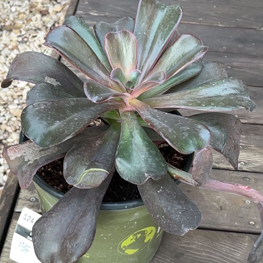 Photo of the plant species Echeveria 'Hortencia' by @BoulderBabe named Horten on Greg, the plant care app