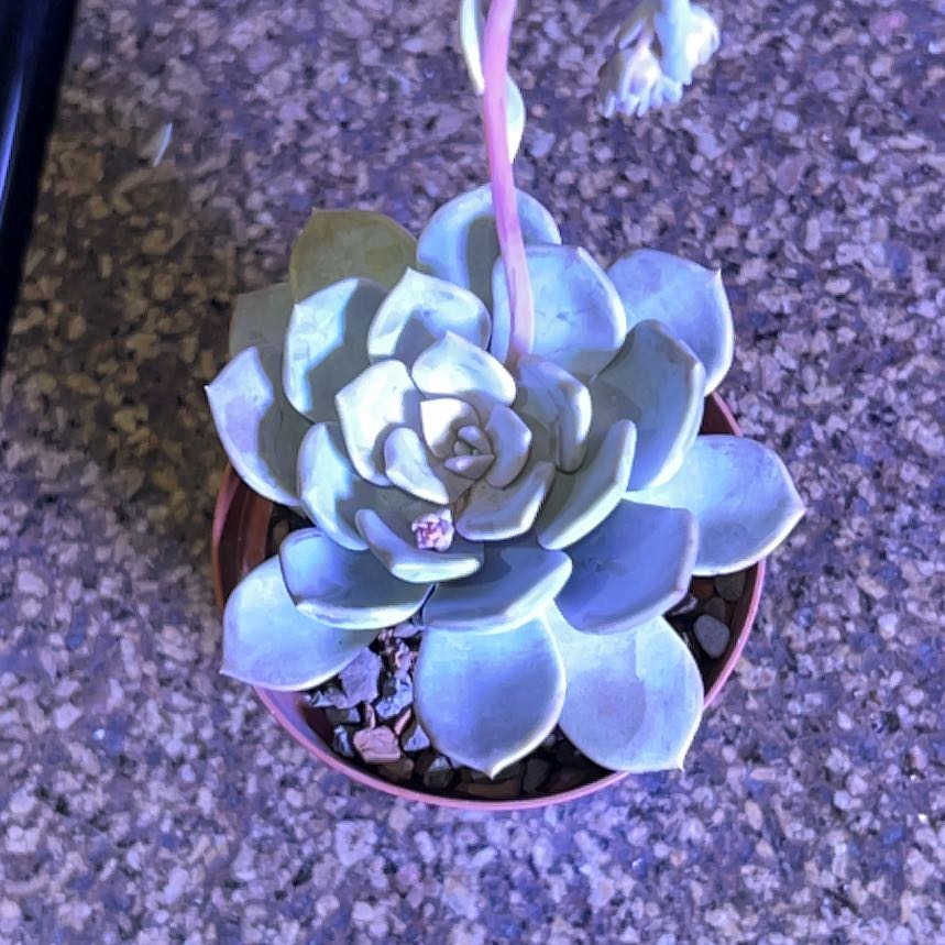 Photo of the plant species Pachyveria 'Asante Sana' by @BoulderBabe named Asante on Greg, the plant care app