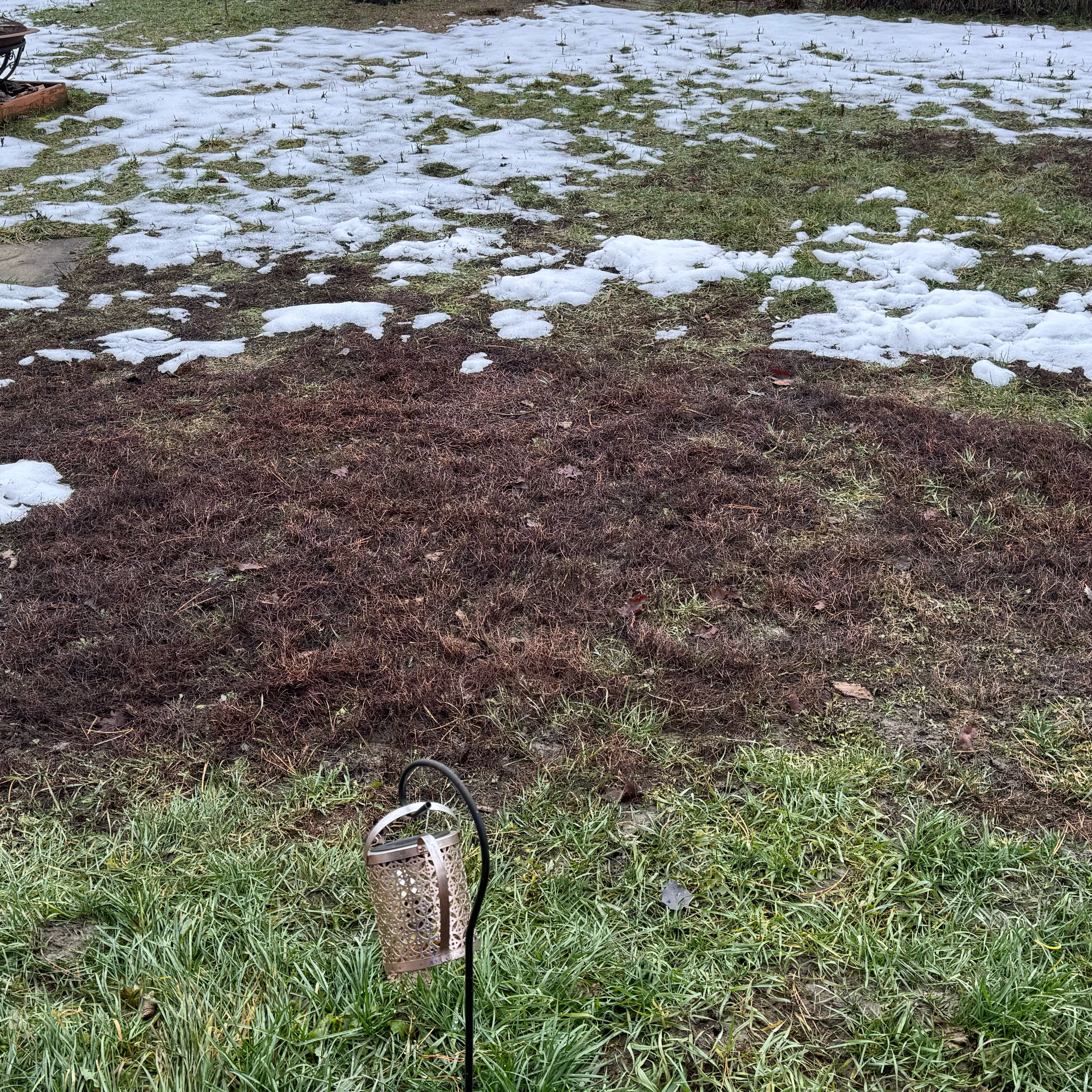 Photo of the plant species Slenderleaf Iceplant by @SageTurkishsage named Nithin on Greg, the plant care app