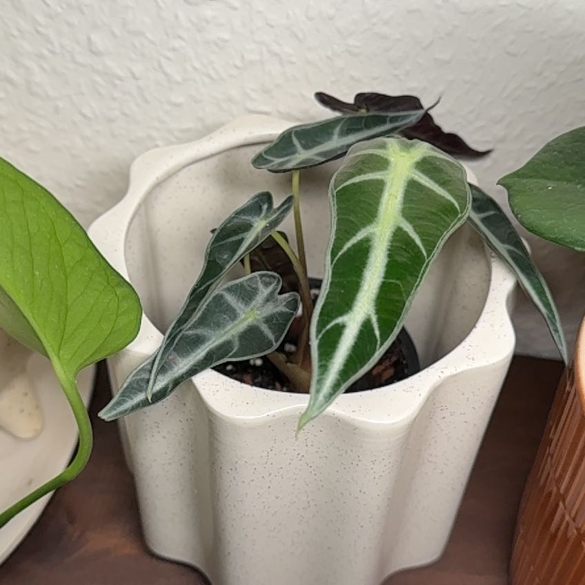 Photo of the plant species Amazonian Elephant's Ear by @FocusedCobnut79 named Treeyoncé on Greg, the plant care app