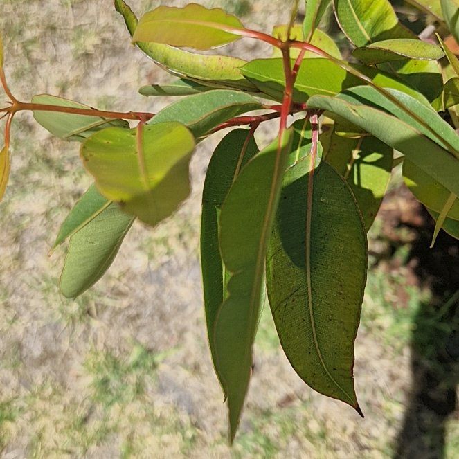 Photo of the plant species Lemon-Scented Gum Tree by @KeenSnowgentian named Wall-E on Greg, the plant care app