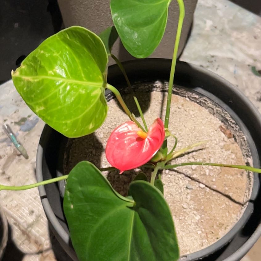 Photo of the plant species Anthurium Arisa Pink by @FashionerLychee named Anthurium Arisa Pink on Greg, the plant care app