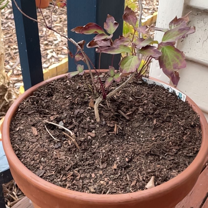 Photo of the plant species Anemone Clematis by @FaultlessDaisy named Ruby on Greg, the plant care app