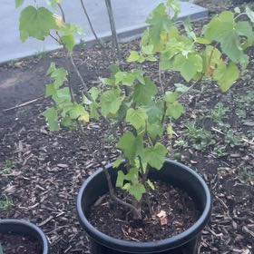 Plant care for Flowering Currant on Greg, the plant care app