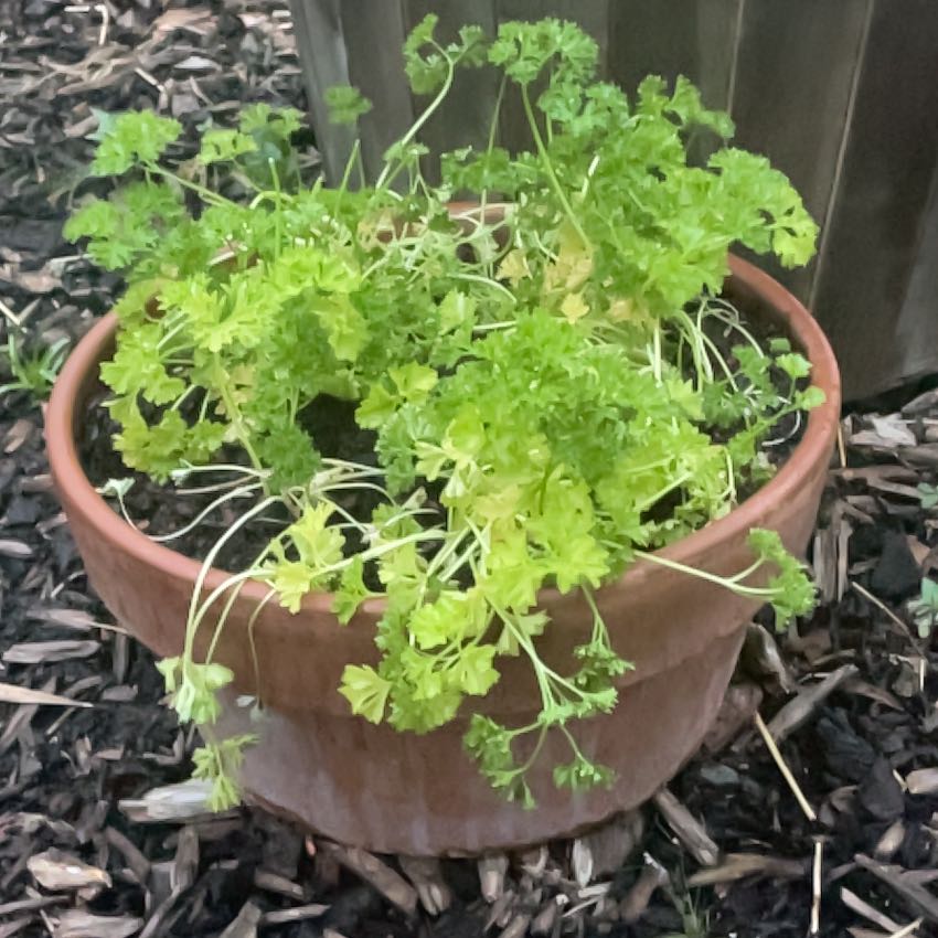 Photo of the plant species Curly Parsley by @FaultlessDaisy named Nemo on Greg, the plant care app