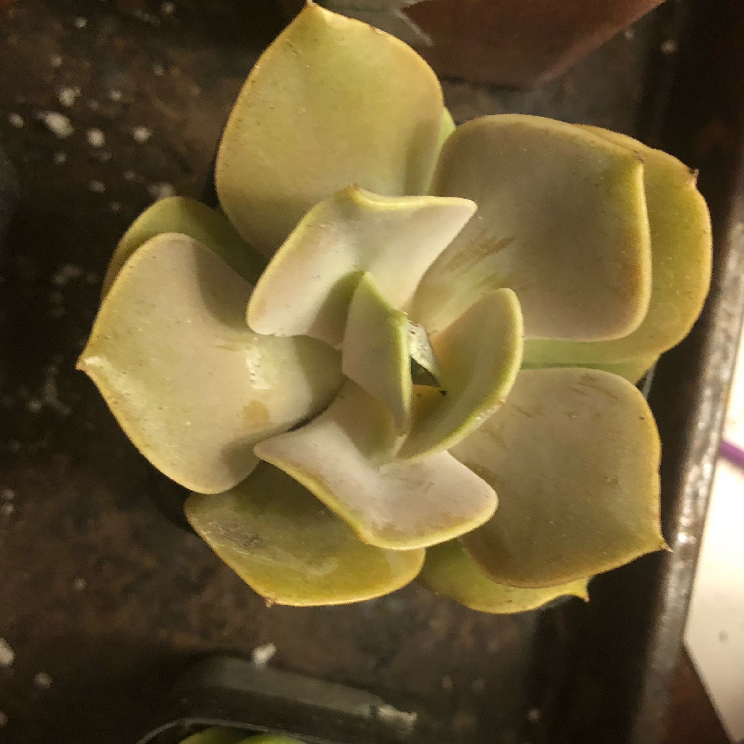 Photo of the plant species Echeveria Lolita by @RousingMastic7 named Lolita on Greg, the plant care app