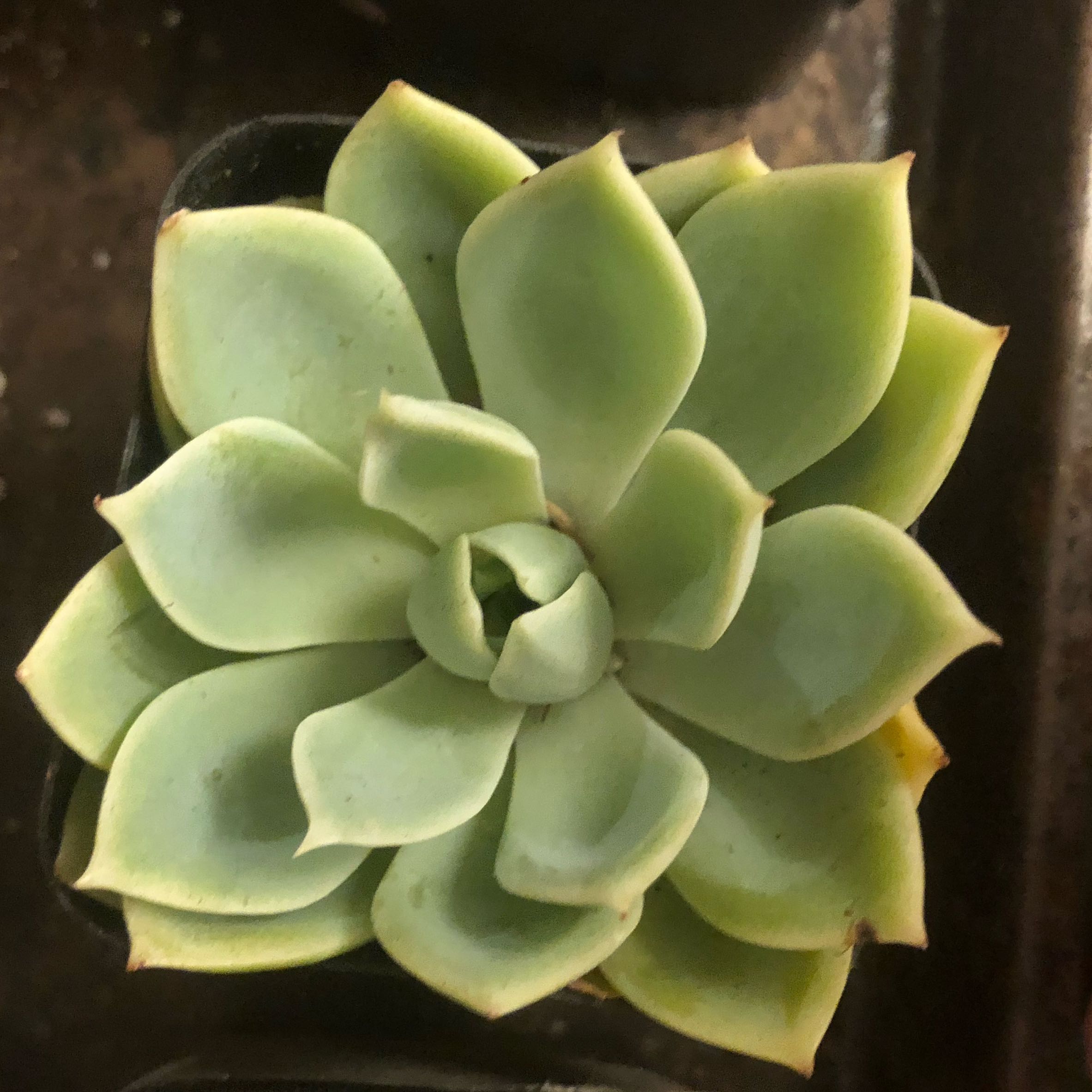 Photo of the plant species Echeveria Blue Atoll by @RousingMastic7 named Elina on Greg, the plant care app