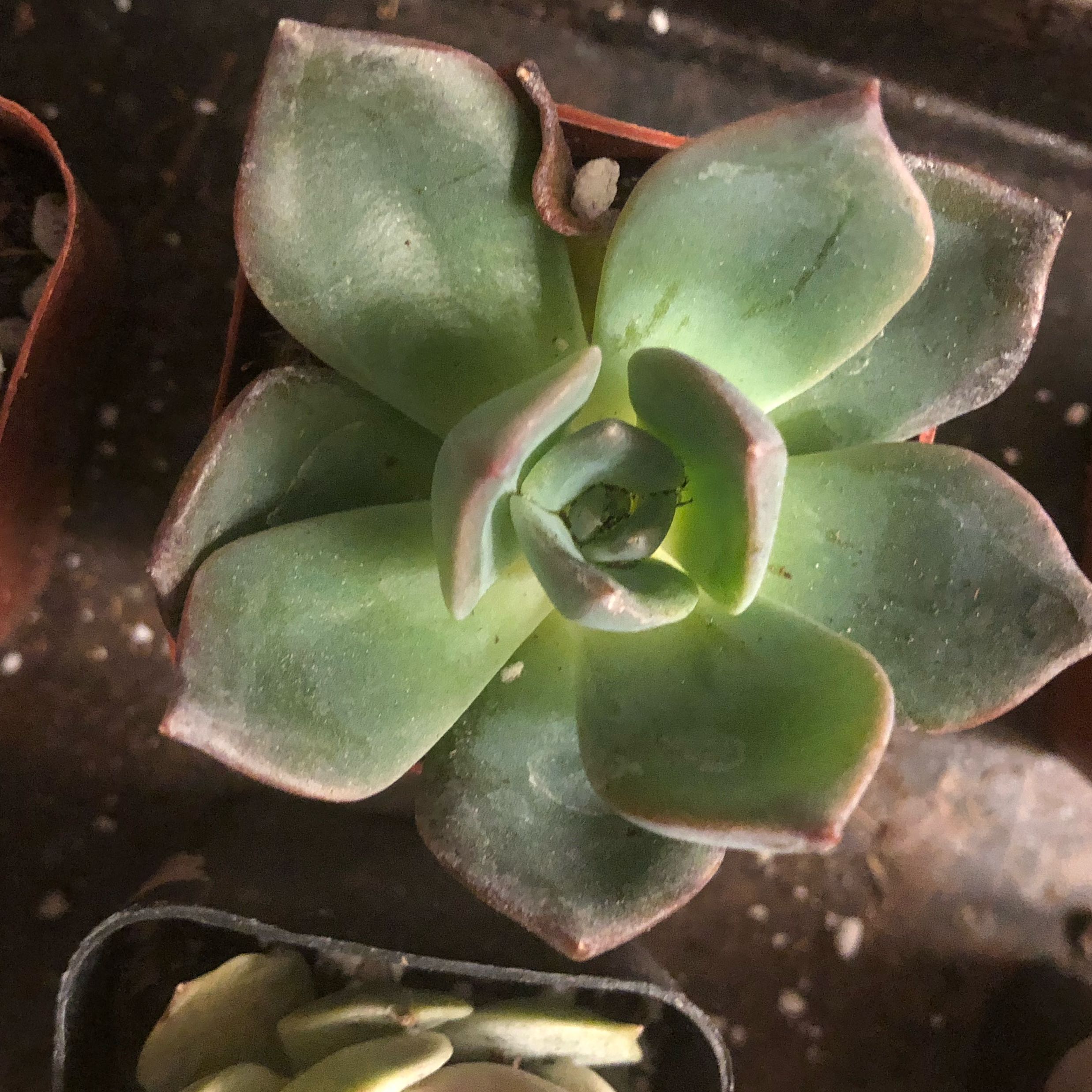 Photo of the plant species Echeveria 'Blue Prince' by @RousingMastic7 named Plato on Greg, the plant care app