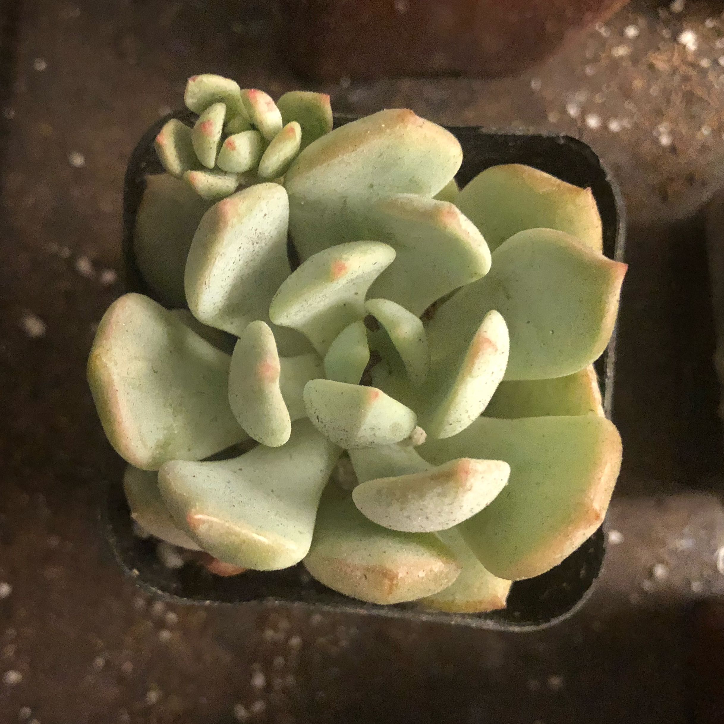 Photo of the plant species Echeveria 'Moonglow' by @RousingMastic7 named Luna on Greg, the plant care app