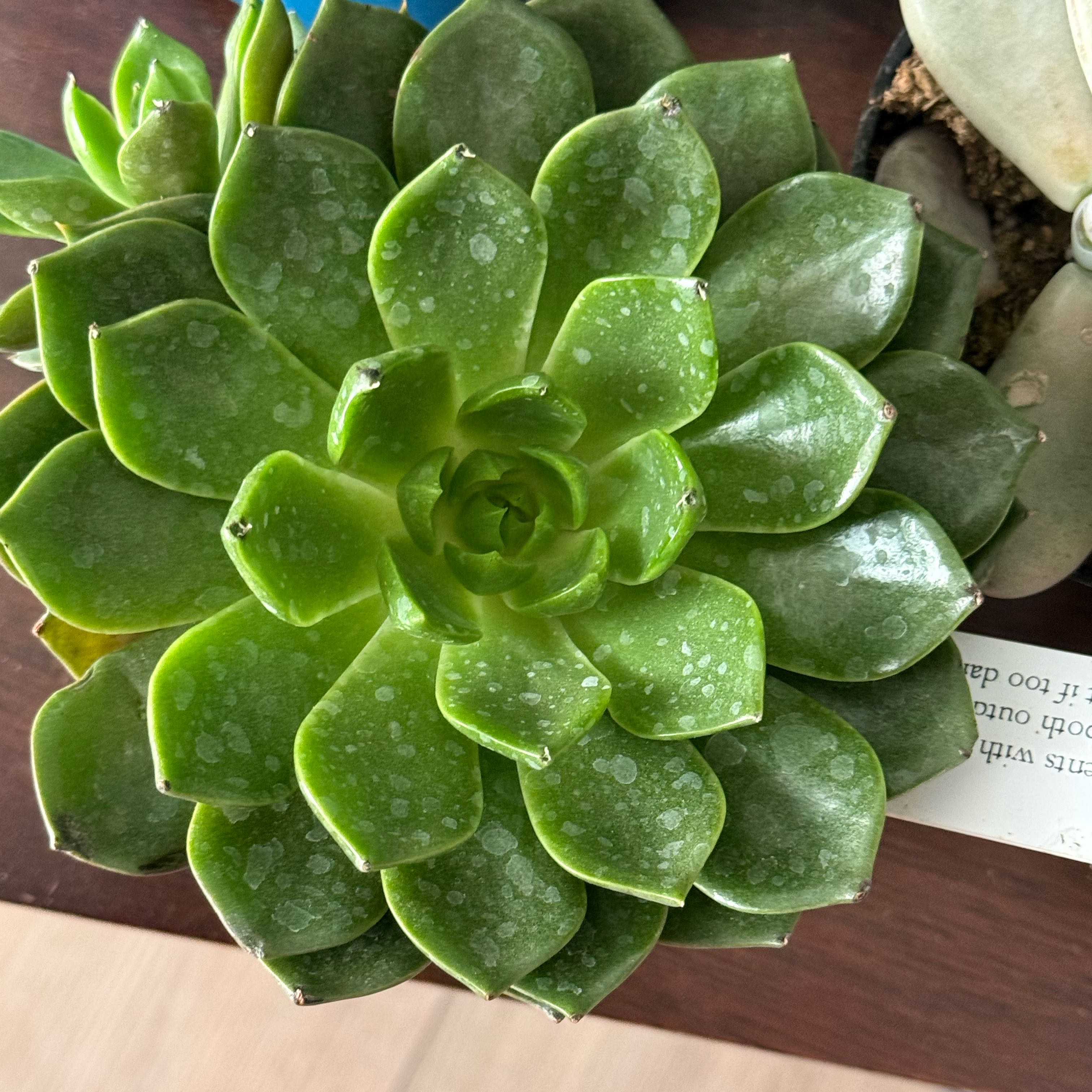 Photo of the plant species Mexican Snowball Echeveria by @RousingMastic7 named Lavender on Greg, the plant care app