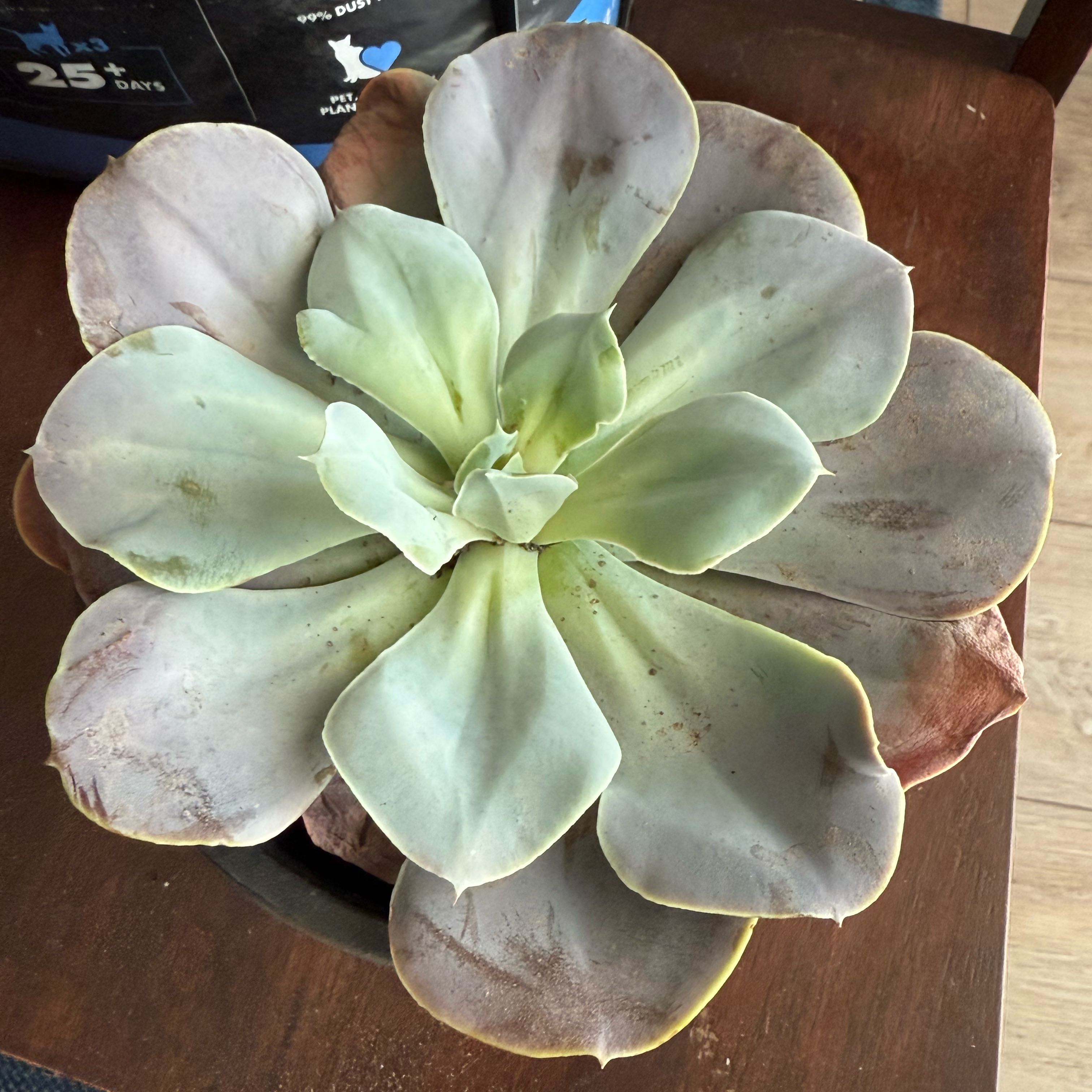 Photo of the plant species Echeveria 'Cream Puff' by @RousingMastic7 named Beyonce on Greg, the plant care app