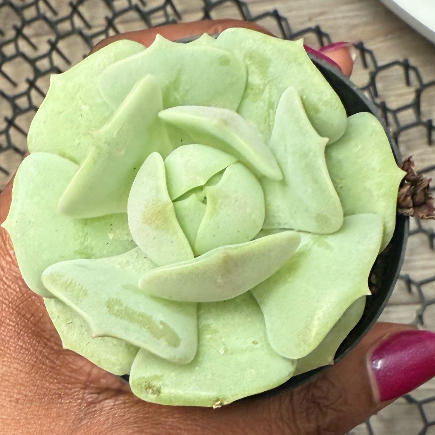 Photo of the plant species Echeveria 'Leilana' by @RousingMastic7 named Rihanna on Greg, the plant care app