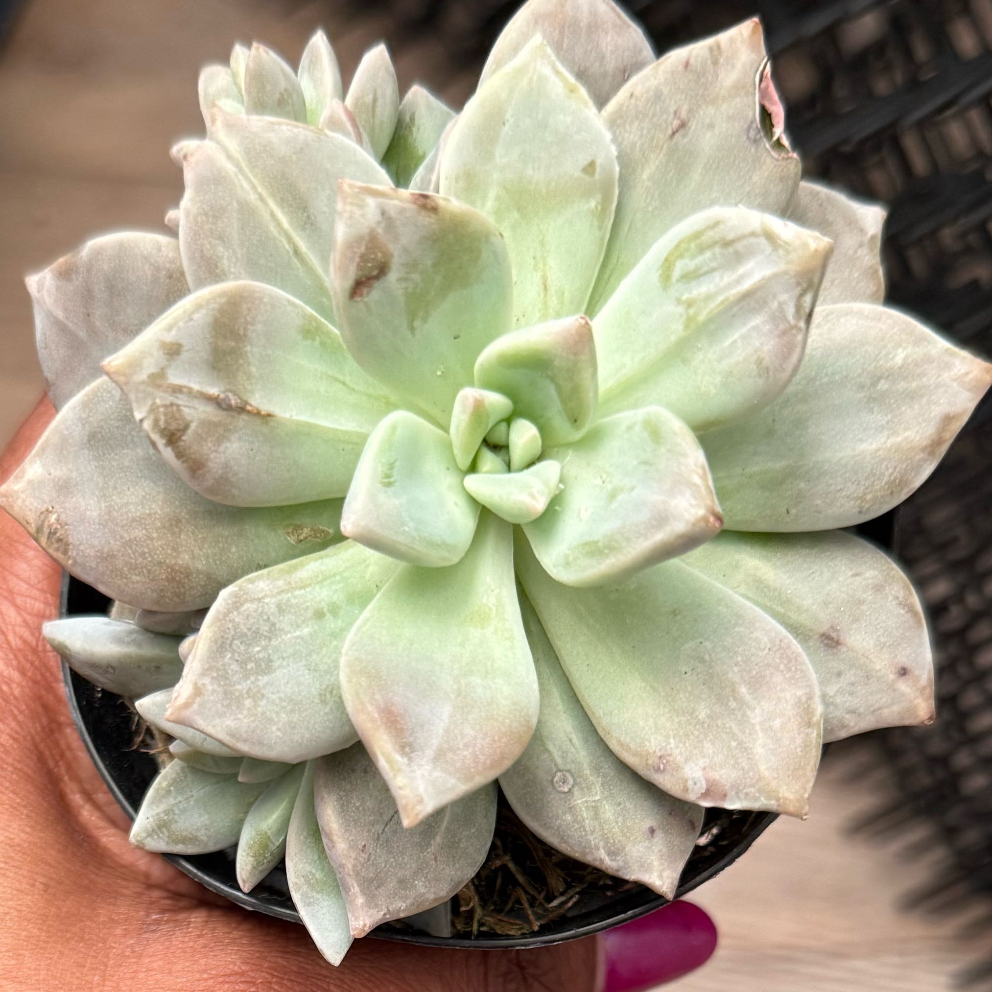 Photo of the plant species Variegated Ghost Plant by @RousingMastic7 named Kesha on Greg, the plant care app