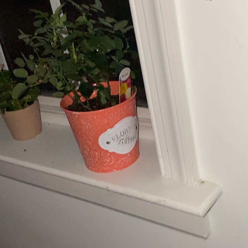 Photo of the plant species mini rose by @SageMexicanplum named Pax on Greg, the plant care app