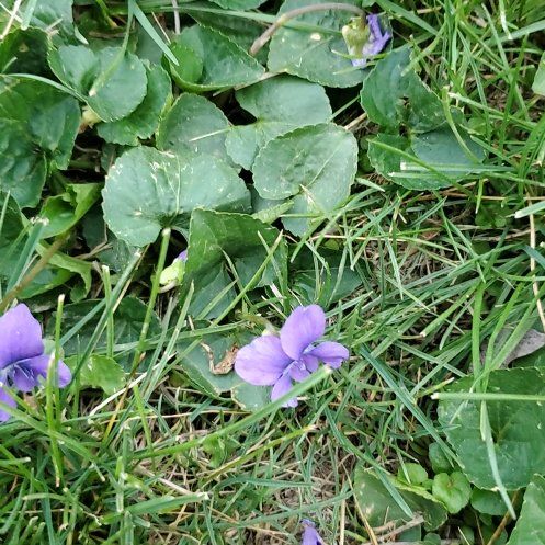 Photo of the plant species Common Blue Violet by @MagicalMugwort named Pax on Greg, the plant care app