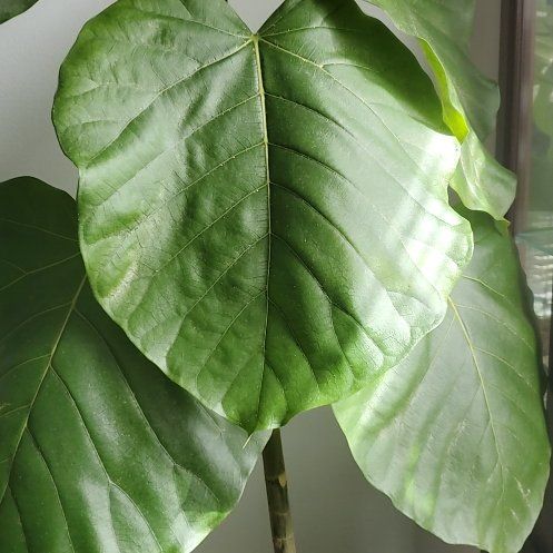 Photo of the plant species Empress Tree by @MagicalMugwort named Scarlett on Greg, the plant care app