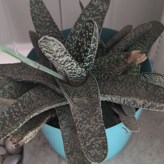 Photo of the plant species Ox Tongue by @WarmWalllettuce named Dolores on Greg, the plant care app