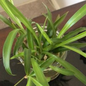 Photo of the plant species Solid Green Spider Plant by @ZealousRaspfern named Sonora on Greg, the plant care app