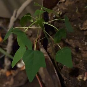 Photo of the plant species Physic Nut by @JauntyGalingale named Demi on Greg, the plant care app