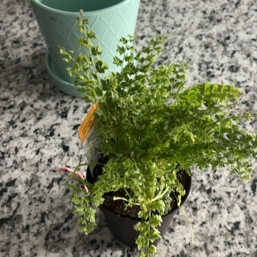 Photo of the plant species Boston Fern 'Green Fantasy' by @BrawnyRosea named Kardashian on Greg, the plant care app
