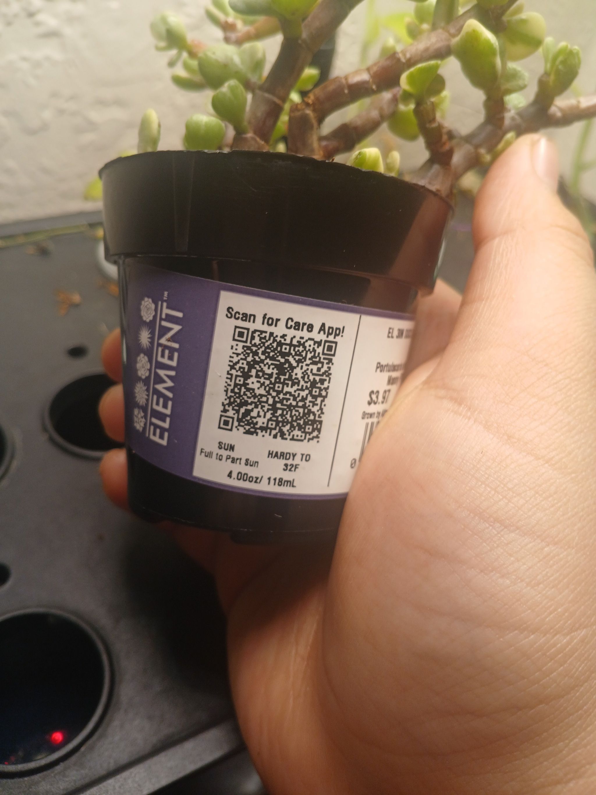 Photo of the plant species creme & green mini jade plant by @SelectWorm81 named Gregarious on Greg, the plant care app