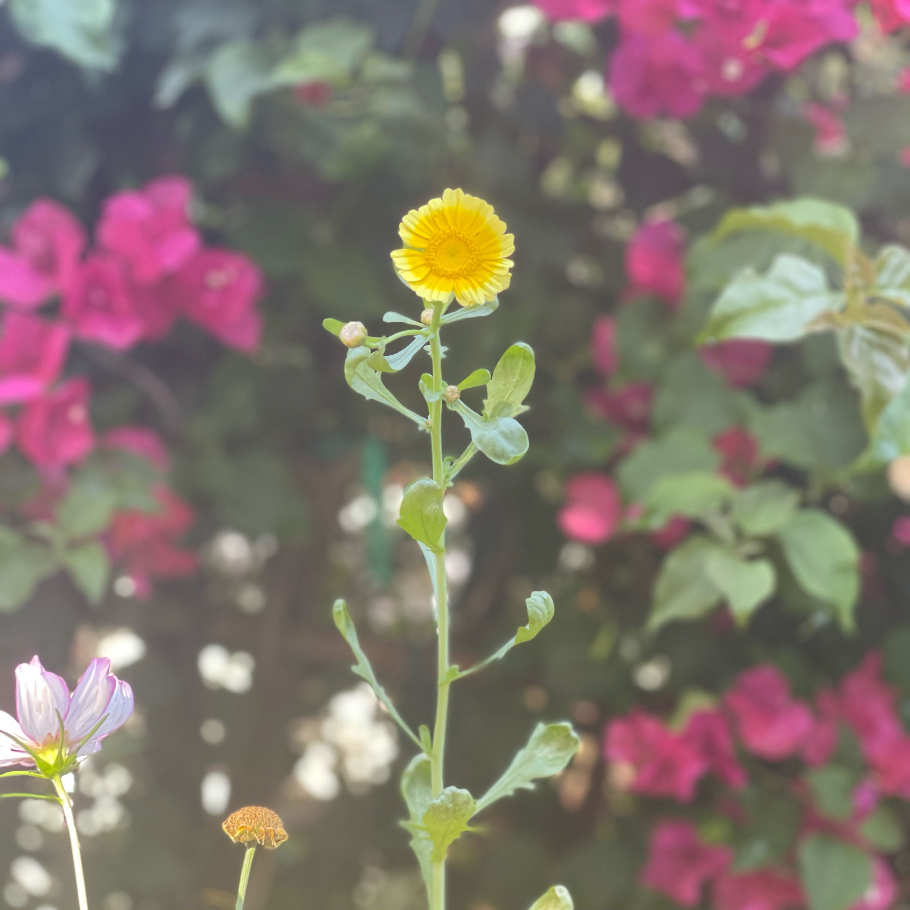 Photo of the plant species Common Fleabane by @AscendingTawa69 named Diana on Greg, the plant care app