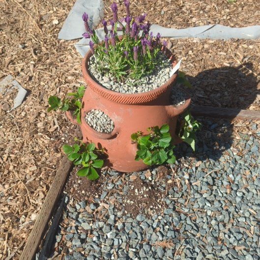 Photo of the plant species Quinault Strawberry by @ClementDeathcap named Einstein on Greg, the plant care app