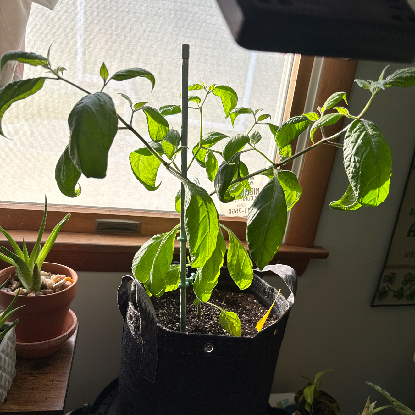 Photo of the plant species Manzano Red Chilli by @HumbleJicaro16 named Fernie Mercury on Greg, the plant care app