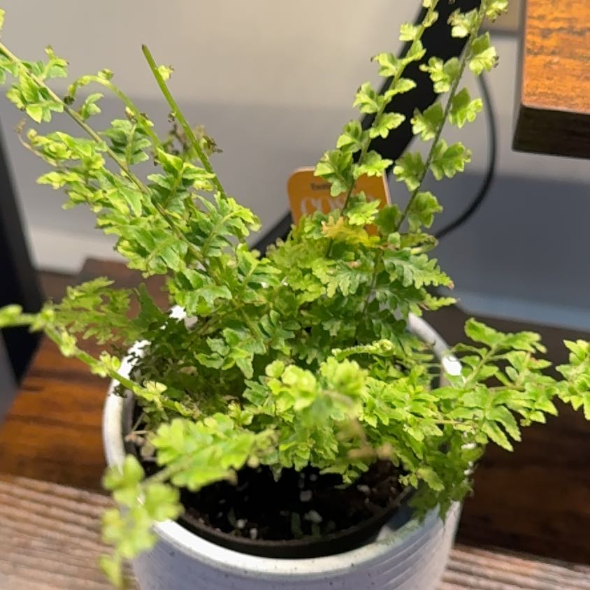 Photo of the plant species Boston Fern 'Green Fantasy' by @HumbleJicaro16 named da Vinci on Greg, the plant care app