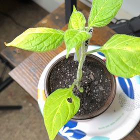 Photo of the plant species Manzano Red Chilli by @HumbleJicaro16 named Fernie Mercury on Greg, the plant care app
