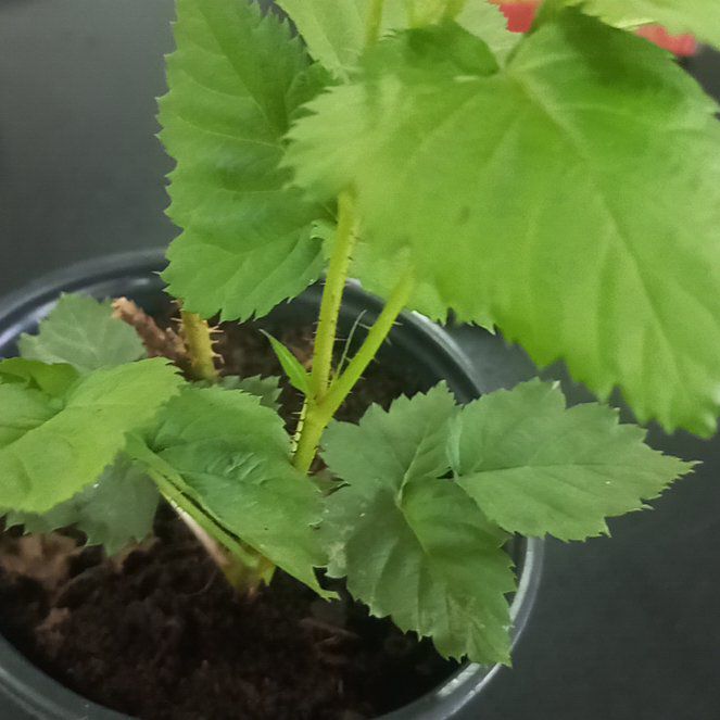 Photo of the plant species Black Raspberry by @RefinedRedsword named Terra on Greg, the plant care app
