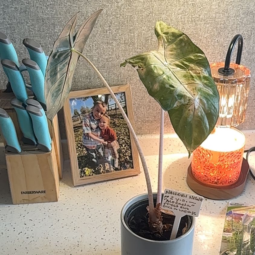 Photo of the plant species Alocasia Nairobi Nights by @amateurpothead named Alocasia on Greg, the plant care app