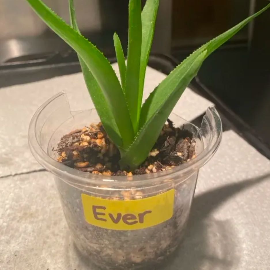 Photo of the plant species Hardy Aloe by @Plantbirdkidmom named EVER on Greg, the plant care app