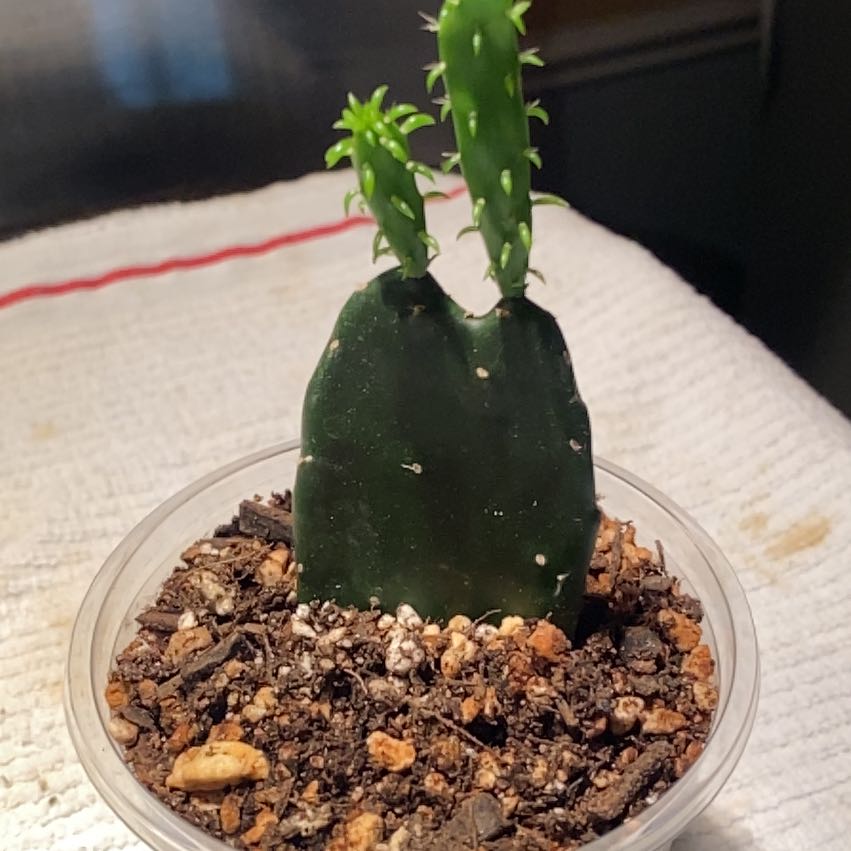 Photo of the plant species Mexican Prickly Pear by @Plantbirdkidmom named MINNIE on Greg, the plant care app
