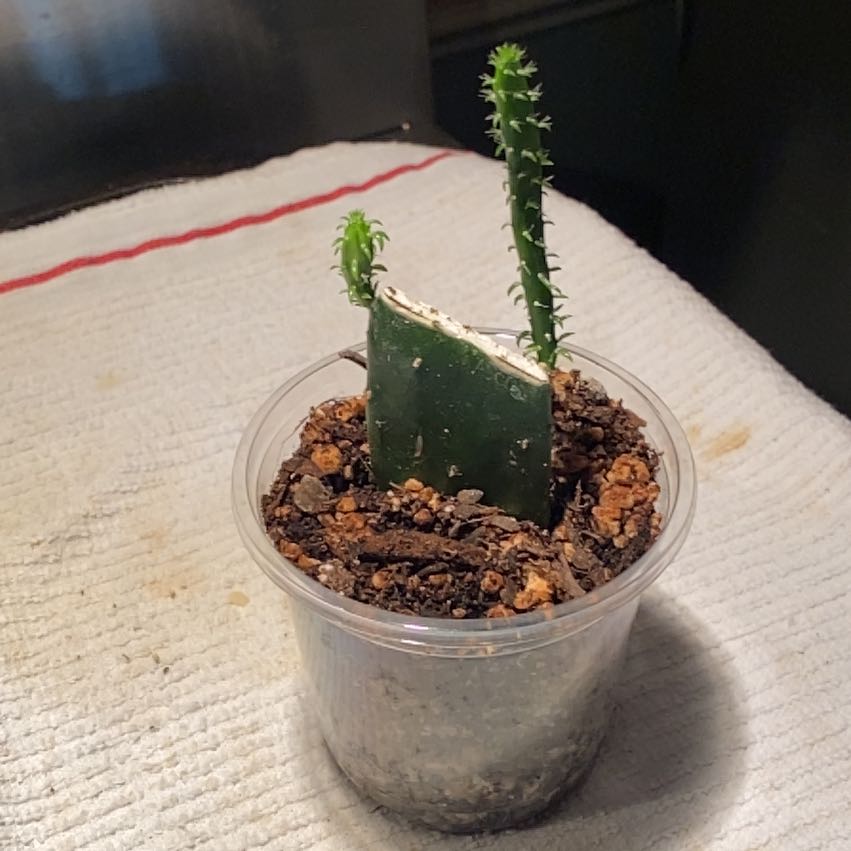 Photo of the plant species Mexican Prickly Pear by @Plantbirdkidmom named MICKY on Greg, the plant care app