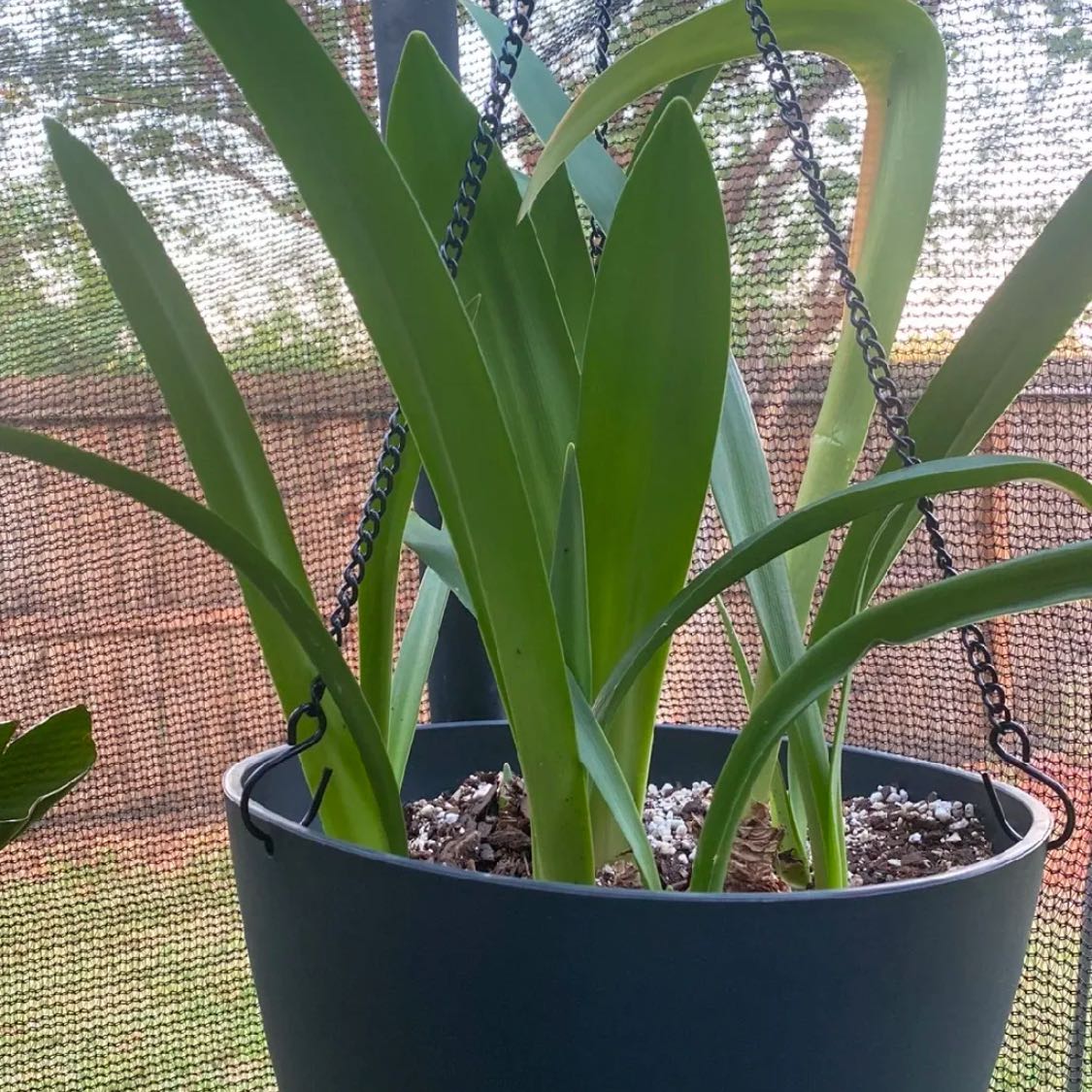 Photo of the plant species Striped Barbados Lily by @Plantbirdkidmom named BARBADOS LILY on Greg, the plant care app