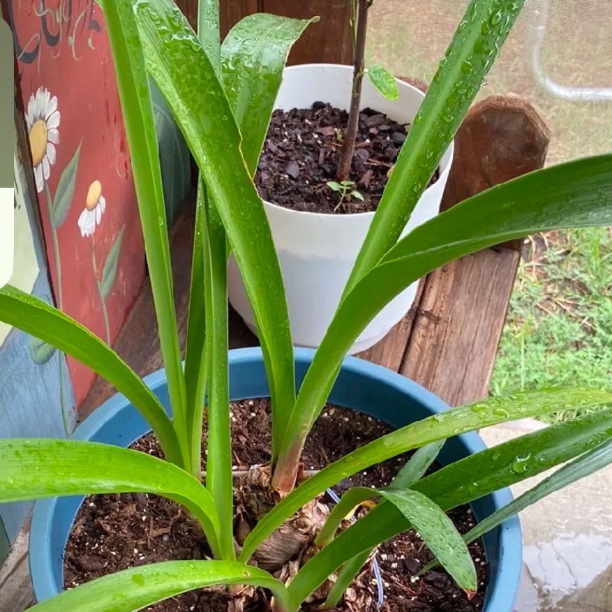 Photo of the plant species Striped Barbados Lily by @Plantbirdkidmom named LILY on Greg, the plant care app