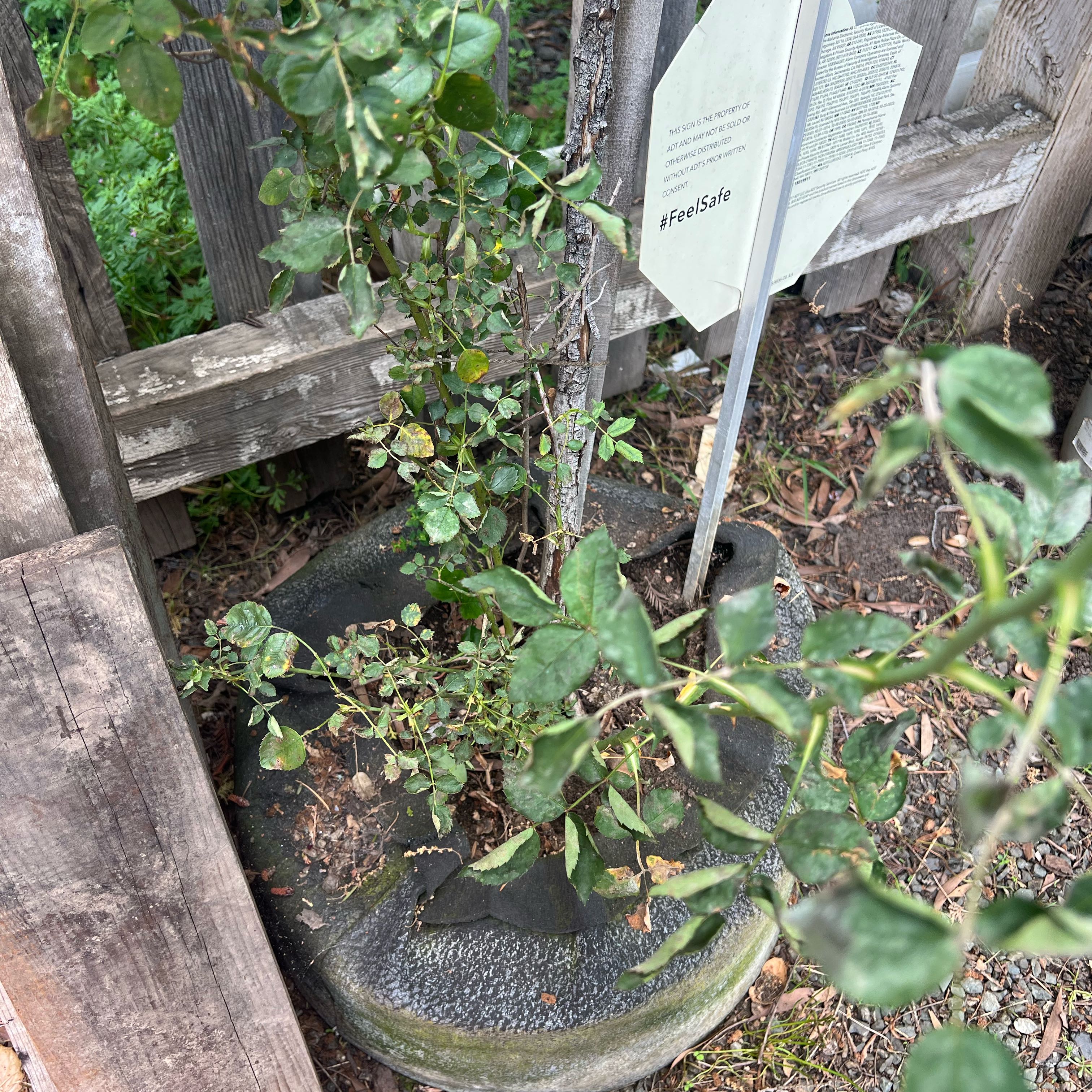 Photo of the plant species Rosa 'Sunsprite' by @TryBaybean90 named Lebron on Greg, the plant care app