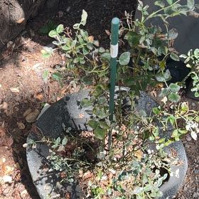 Photo of the plant species Gymnocalycium 'Lincoln Rose' by @TryBaybean90 named Einstein on Greg, the plant care app
