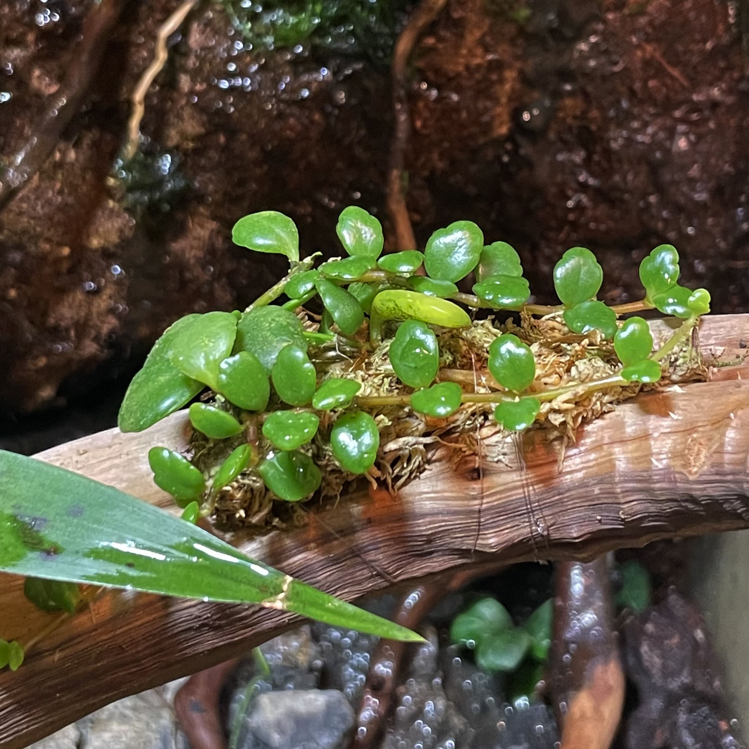 Photo of the plant species Kalanchoe uniflora by @NativeVaccaria named Kalanchoe Uniflora on Greg, the plant care app