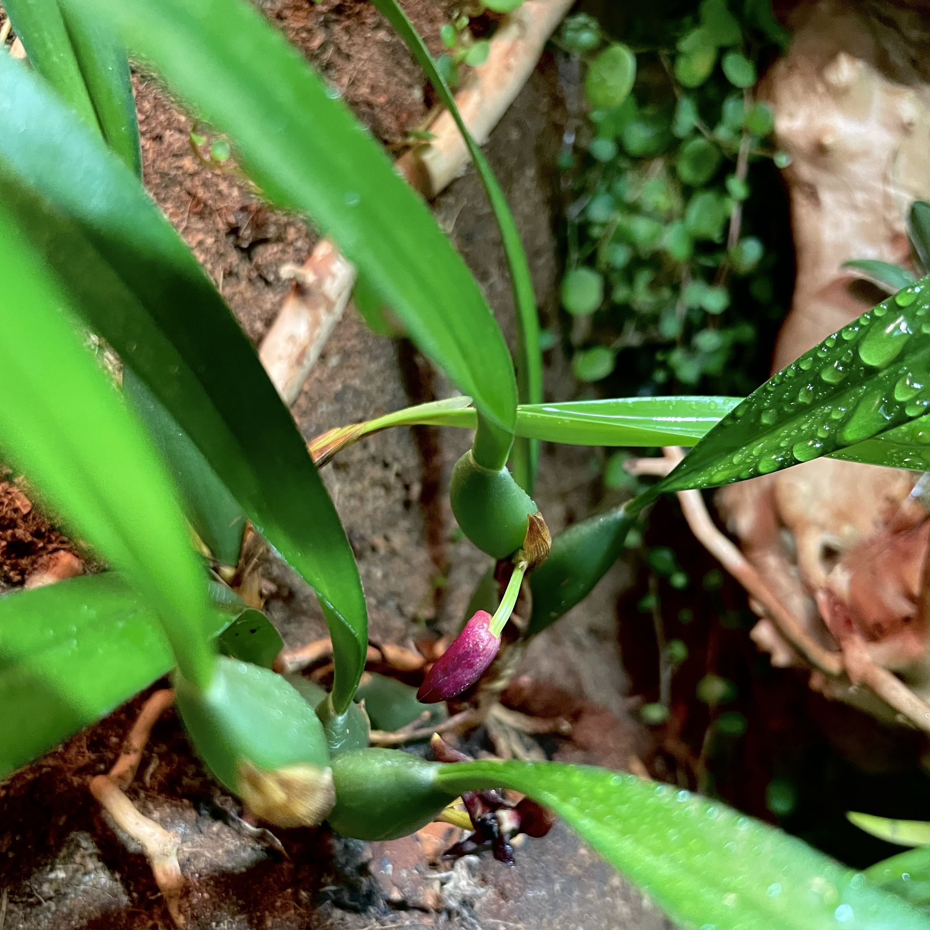 Photo of the plant species Variable Maxillaria by @NativeVaccaria named Denali on Greg, the plant care app