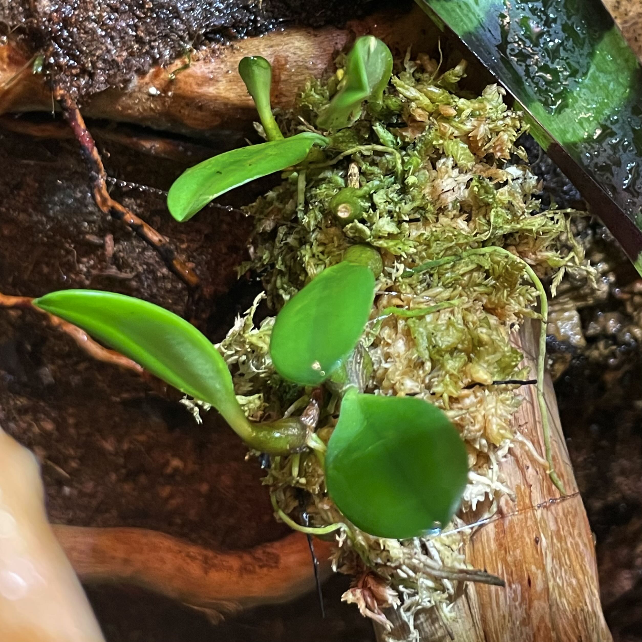 Photo of the plant species Bulbophyllum taiwanense by @NativeVaccaria named Mochi on Greg, the plant care app