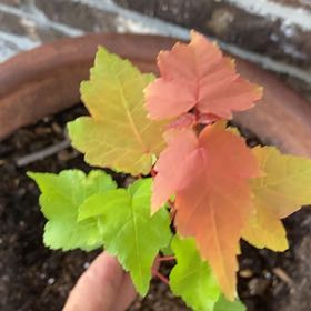 Photo of the plant species Acer Rubrum by @LastingPuriri65 named Luna on Greg, the plant care app